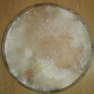 Drum heads 14 inches